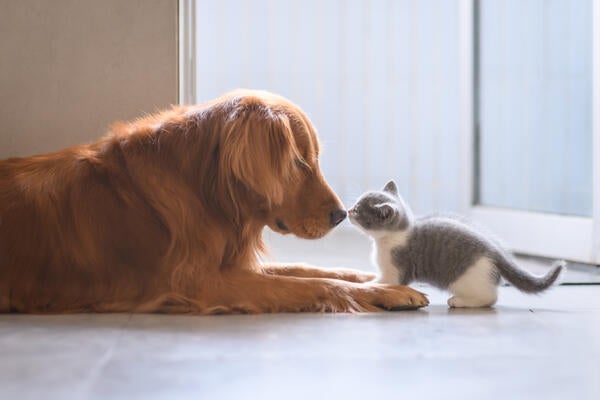 Dog and cat